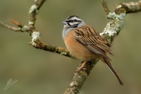 Strnad vinicni - Emberiza cia - Rock Bunting 4819